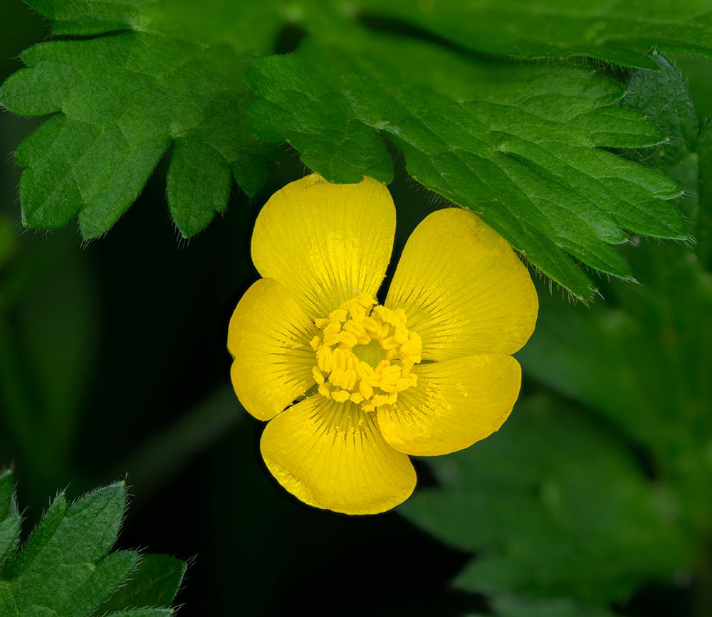 Creeping Buttercup